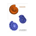 Ammonite