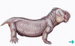 dicynodon