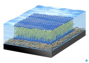 Drawing of a model membrane (courtesy of Giovanna Fragneto)