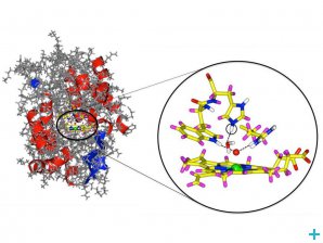 Molecular structure of CcP